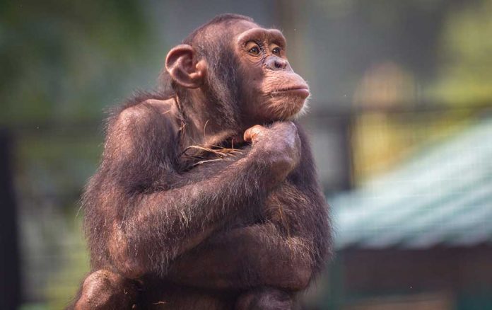 Psychologist Claims Scientists Once Created Human/Chimpanzee Hybrid