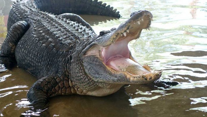 Alligator Attacks Man After Hurricane Ida