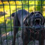 Dog-Fighting Ring Exposed in Georgia
