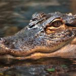 Florida Man in Trouble for Keeping Alligators in Bathtub