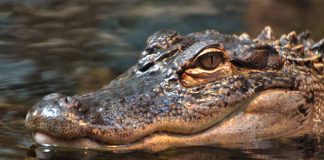 Florida Man in Trouble for Keeping Alligators in Bathtub