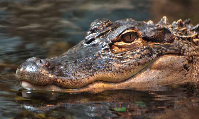 Florida Man in Trouble for Keeping Alligators in Bathtub