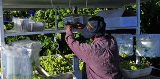 A farm worker sorting and packing green grapes in a vineyard