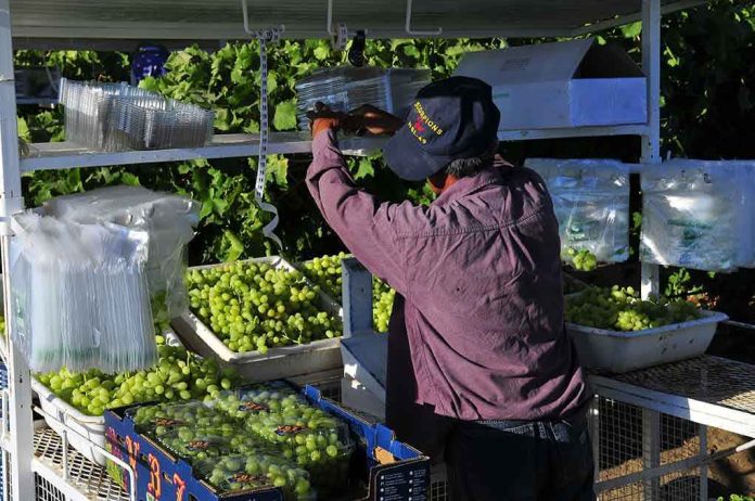 shutterstock_59471917.jpg A farm worker sorting and packing green grapes in a vineyard