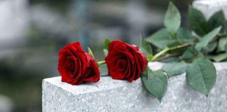 Two red roses on a gray stone