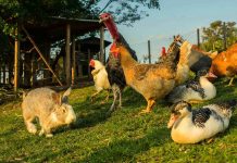 Rabbit and various birds on the farm grass