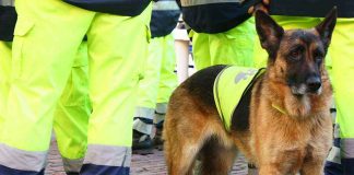 Service dog in vest among workers in high vis gear