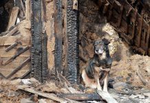 A dog sitting beside a burnt wooden structure in a rural area