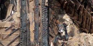 A dog sitting beside a burnt wooden structure in a rural area