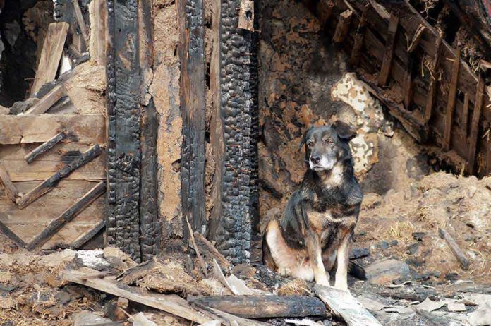 A dog sitting beside a burnt wooden structure in a rural area