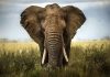 Close-up of an African elephant standing in a grassy field