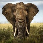 Elephant KILLS Trainer — Unleashes Terror Downtown Close-up of an African elephant standing in a grassy field