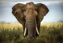 Elephant KILLS Trainer — Unleashes Terror Downtown Close-up of an African elephant standing in a grassy field