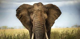 Elephant KILLS Trainer — Unleashes Terror Downtown Close-up of an African elephant standing in a grassy field