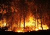 Wildfire Cover-Up? Senators Demand Answers Now A forest engulfed in flames during the night