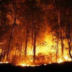 Wildfire Cover-Up? Senators Demand Answers Now A forest engulfed in flames during the night