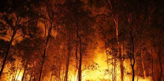 A forest engulfed in flames during the night