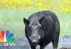 U.S. fighting to stop Canadian 'super pigs' from invading