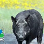 U.S. fighting to stop Canadian 'super pigs' from invading