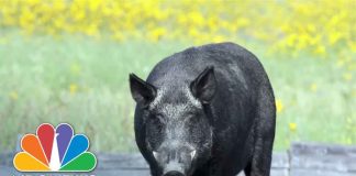 U.S. fighting to stop Canadian 'super pigs' from invading