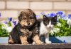 FAKE Charity Starved 41 Pets to Death A puppy and a kitten sitting together in front of colorful flowers