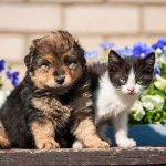 FAKE Charity Starved 41 Pets to Death A puppy and a kitten sitting together in front of colorful flowers