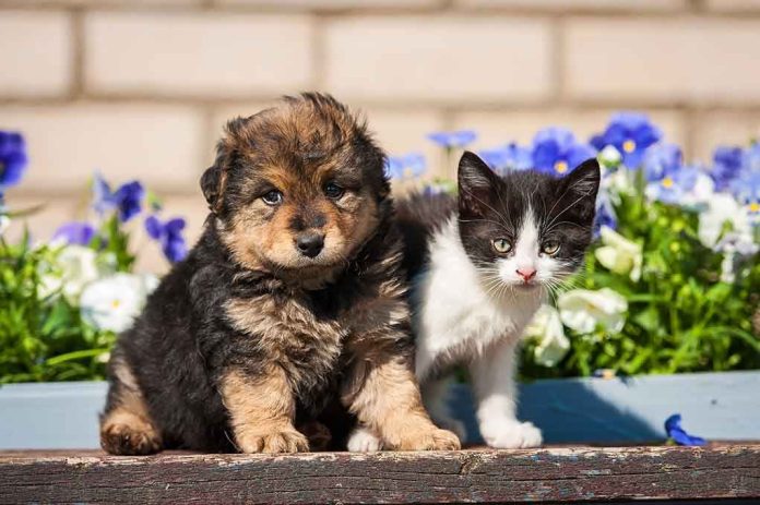shutterstock_196316276.jpg A puppy and a kitten sitting together in front of colorful flowers