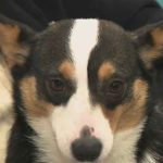 10 Million Dogs Killed Yearly—NY Fights Back