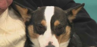 10 Million Dogs Killed Yearly—NY Fights Back