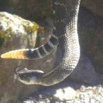 Snake Deaths TRIPLE—California's Outdoor Nightmare Begins