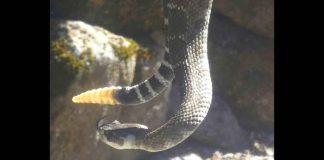 Snake Deaths TRIPLE—California's Outdoor Nightmare Begins
