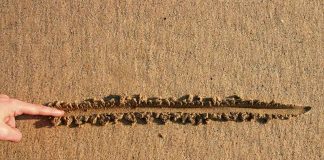 New FED CHAIR Draws A Line — MAJOR ANNOUNCEMENT! Finger drawing line in wet sand beach
