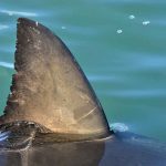 PREDATOR RETURNS — Then The Unthinkable Shark dorsal fin above calm blue water