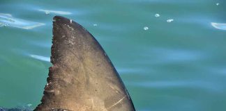 PREDATOR RETURNS — Then The Unthinkable Shark dorsal fin above calm blue water