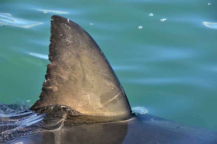 shutterstock_1006678699 Shark dorsal fin above calm blue water