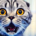 cat with wide amber eyes and open mouth