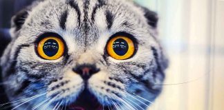 Wild STOWAWAYS Rattle Suburban Streets cat with wide amber eyes and open mouth