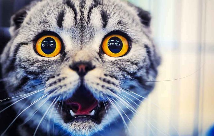 shutterstock_1031134864 cat with wide amber eyes and open mouth