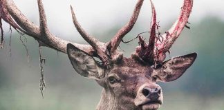 Red deer stag with shedding velvet on antlers