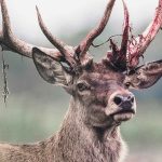 Hunter ‘Sees’ Deer – Kills 39-Year-Old Mother Instead Red deer stag with shedding velvet on antlers