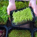 Sprout Outbreak Traced To One Seed Lot — Is It In Your KITCHEN? Hands holding a tray of green microgreens among multiple trays