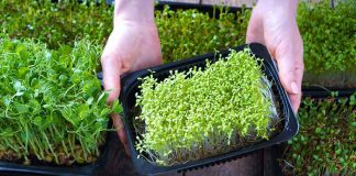 Sprout Outbreak Traced To One Seed Lot — Is It In Your KITCHEN? Hands holding a tray of green microgreens among multiple trays