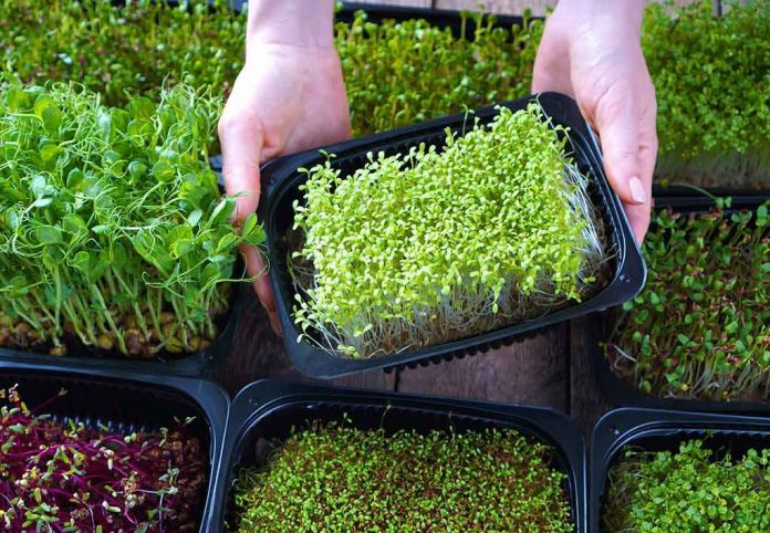 shutterstock_1761081326 Hands holding a tray of green microgreens among multiple trays