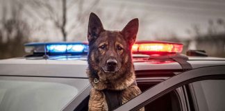 Police Sent The Dog In First — The Suspect Was WAITING Police dog leaning out of patrol car window