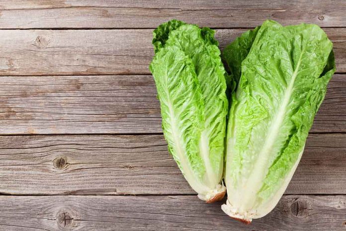 shutterstock_364877174 Romaine lettuce hearts on rustic wooden table