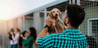 Puppy Lured and Run Over by Old Lady! Man holding a puppy at an animal shelter